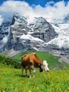 Cow Grazing by the Lauberhorn near Wengen, Switzerland