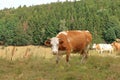 Cow grazing on a lovely green pasture Royalty Free Stock Photo