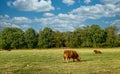 A cow grazing on a lush green field Royalty Free Stock Photo