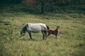 A cow grazing on a lush green field Royalty Free Stock Photo