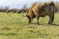 Cow grazing in the marshes of the Ampurdan Royalty Free Stock Photo