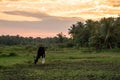 Cow grazing in a meadow on a background of palm trees Royalty Free Stock Photo