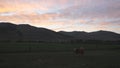 Cow grazing on meadow. Cattle on a mountain pasture on sunset. Green meadow and cow, summer landscape. Royalty Free Stock Photo