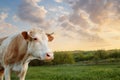 Cow grazing on meadow Royalty Free Stock Photo