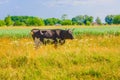 Cow grazing in a meadow. Cattle standing in field eating green grass Royalty Free Stock Photo