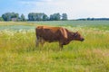 Cow grazing in a meadow. Cattle standing in field eating green grass Royalty Free Stock Photo