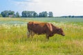 Cow grazing in a meadow. Cattle standing in field eating green grass Royalty Free Stock Photo