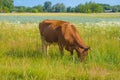 Cow grazing in a meadow. Cattle standing in field eating green grass Royalty Free Stock Photo