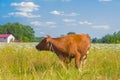 Cow grazing in a meadow. Cattle standing in field eating green grass Royalty Free Stock Photo