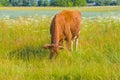 Cow grazing in a meadow. Cattle standing in field eating green grass Royalty Free Stock Photo