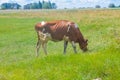 Cow grazing in a meadow. Cattle standing in field eating green grass Royalty Free Stock Photo