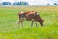 Cow grazing in a meadow. Cattle standing in field eating green grass Royalty Free Stock Photo