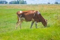 Cow grazing in a meadow. Cattle standing in field eating green grass Royalty Free Stock Photo