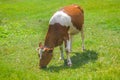 Cow grazing in a meadow. Cattle standing in field eating green grass Royalty Free Stock Photo