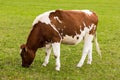 Cow grazing on meadow dairy product milk Royalty Free Stock Photo