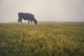 a cow grazing in Royalty Free Stock Photo