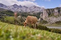 Cow grazing in a meadow at the foot of the alpine mountains. Farm animals in the wild in the alps. Royalty Free Stock Photo