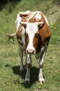 Cow is grazing in a meadow. Hundreds of flies and horseflies fly around