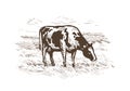 Cow grazing in the meadow. Rural landscape. Vintage sketch vector illustration