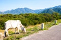 Cow grazing on meadow in mountains. Cattle on a mountain pasture. Summer sunny day. Cow in pasture. Royalty Free Stock Photo