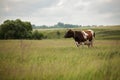 Cow is grazing in the meadow