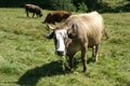 A cow grazing in a mountain field in the Alps Royalty Free Stock Photo