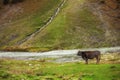 Cow grazing on mountain lawn