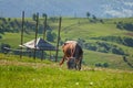 Ukraine. High in the mountains shepherds graze cattle among the panorama of wild forests and fields of the Carpathians.