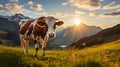 Cow grazing on a mountain pasture in a summer Royalty Free Stock Photo