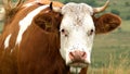 Cow Grazing in Mountains Agriculture Field, Beef Portrait Pasturing on Meadow, Animals in Pasture Farming, Countryside Village Royalty Free Stock Photo