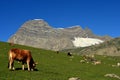 Cow grazing near Beautiful mountains and meadows in Sonamarg, Kashmir, India Royalty Free Stock Photo
