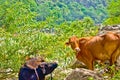 Cow grazing on pasture. Cattle grazing. indian cows.