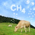Cow grazing on pasture with CH4 text from clouds at the background.
