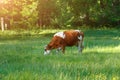Cow grazing on pasture glade in forest