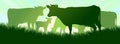 Cow grazing on pasture grass. Picture silhouette. Farm pets. Animals for milk and dairy products. On background sunrise Royalty Free Stock Photo