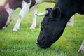 Cow grazing in a pasture with green fresh grass close-up. The concept of environmentally friendly farming with natural nutrition