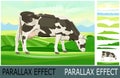 Cow is grazing in pasture landscape. Black and white breed. Meadow grass. Image from layers for overlay with parallax