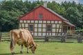 Cow Grazing in Pasture by Old Fashioned House