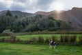 Cow grazing on pasture under the mountains with fairy light Royalty Free Stock Photo