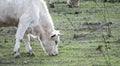 Cow grazing on a path of a meadow