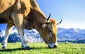 Cow Grazing in Picos de Europa Mountains, Spain