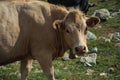 Cow grazing on poor pasture filled with stones Royalty Free Stock Photo