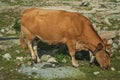 Cow grazing on poor pasture filled with stones