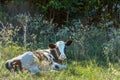 Cow grazing and resting on a pasture in the summertime Royalty Free Stock Photo