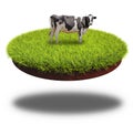 Cow grazing on the round cut piece of soil.