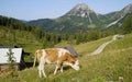 a cow grazing in the Austrian Alps of the Dachstein region (Neustatt valley, Styria in Austria) Royalty Free Stock Photo