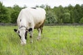 Cow grazing on a spring pasture. Cow on the background of green field, forest and blue sky Royalty Free Stock Photo