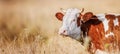 Cow grazing on a summer field Royalty Free Stock Photo