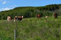 Cow grazing on summer field Royalty Free Stock Photo