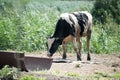 Cow grazing at summer green field. Royalty Free Stock Photo